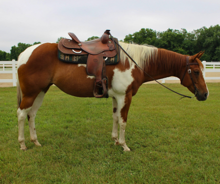 HorseID: 2299211 Missy Poco Celebright - PhotoID: 1080286