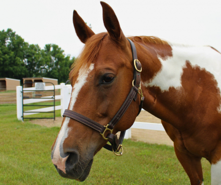HorseID: 2299211 Missy Poco Celebright - PhotoID: 1080287