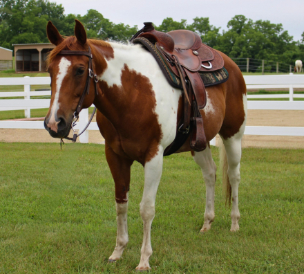 HorseID: 2299211 Missy Poco Celebright - PhotoID: 1080288