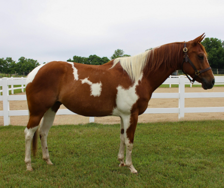 HorseID: 2299211 Missy Poco Celebright - PhotoID: 1080289