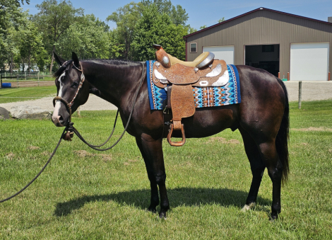 HorseID: 2299213 Hez Mighty N Dynamic - PhotoID: 1080291