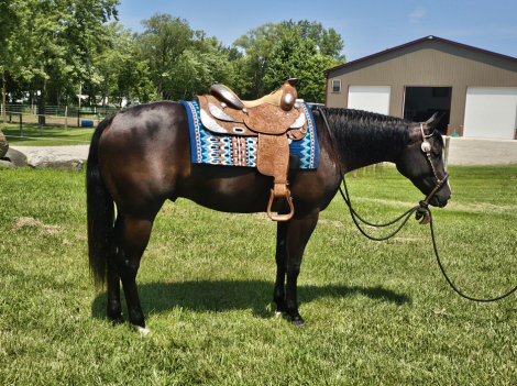 HorseID: 2299213 Hez Mighty N Dynamic - PhotoID: 1080292