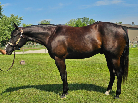 HorseID: 2299213 Hez Mighty N Dynamic - PhotoID: 1080293