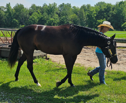 HorseID: 2299213 Hez Mighty N Dynamic - PhotoID: 1080294