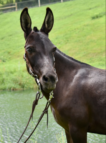 HorseID: 2299223 Ruby - PhotoID: 1080305