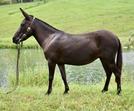 HorseID: 2299223 Ruby - PhotoID: 1080306