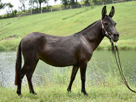 HorseID: 2299223 Ruby - PhotoID: 1080307