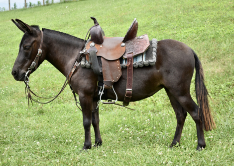 HorseID: 2299223 Ruby - PhotoID: 1080308