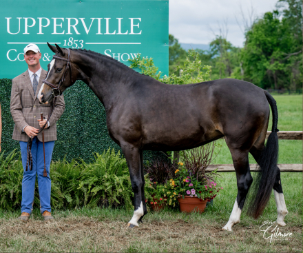 HorseID: 2299267 Haute Duchesse FV - PhotoID: 1080393