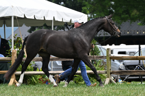 HorseID: 2299267 Haute Duchesse FV - PhotoID: 1080394