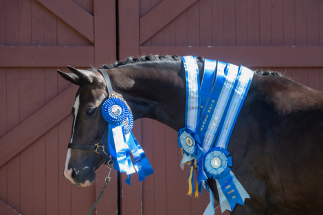 HorseID: 2299267 Haute Duchesse FV - PhotoID: 1080395