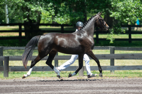 HorseID: 2299267 Haute Duchesse FV - PhotoID: 1080396