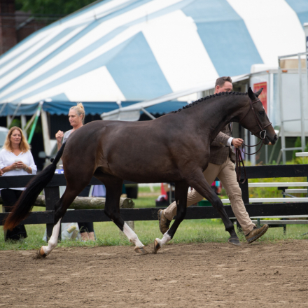 HorseID: 2299267 Haute Duchesse FV - PhotoID: 1080398