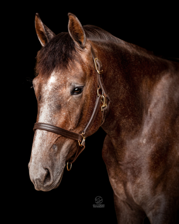 HorseID: 2299273 Four Farthings Clover - PhotoID: 1080403