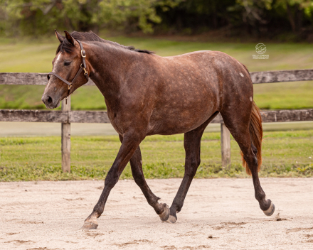 HorseID: 2299273 Four Farthings Clover - PhotoID: 1080404