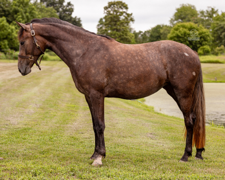 HorseID: 2299273 Four Farthings Clover - PhotoID: 1080405