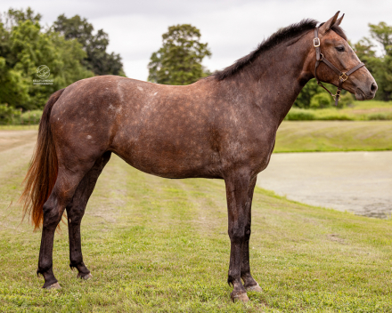 HorseID: 2299273 Four Farthings Clover - PhotoID: 1080406
