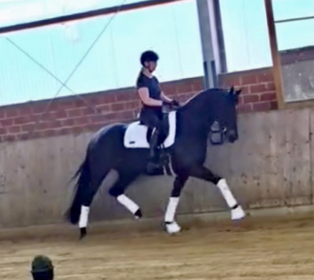 HorseID: 2299276 EscaHit HW at www.HWfarm.com - PhotoID: 1080407