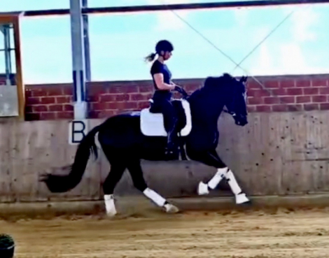 HorseID: 2299276 EscaHit HW at www.HWfarm.com - PhotoID: 1080408