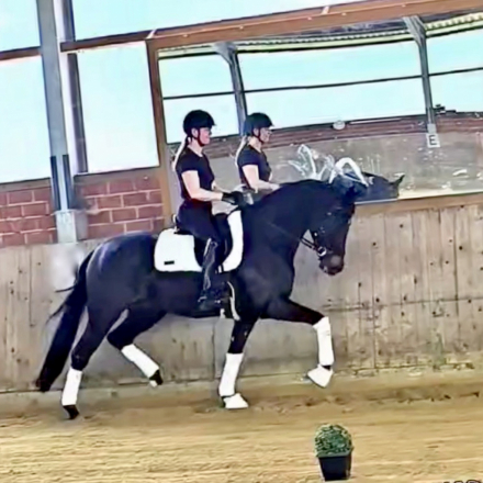 HorseID: 2299276 EscaHit HW at www.HWfarm.com - PhotoID: 1080409