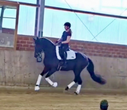 HorseID: 2299276 EscaHit HW at www.HWfarm.com - PhotoID: 1080410