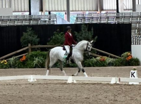 HorseID: 2299277 Romio - PhotoID: 1080468