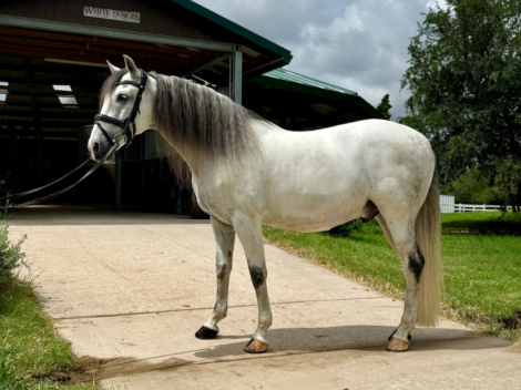 HorseID: 2299277 Romio - PhotoID: 1080469