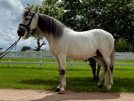 HorseID: 2299277 Romio - PhotoID: 1080470