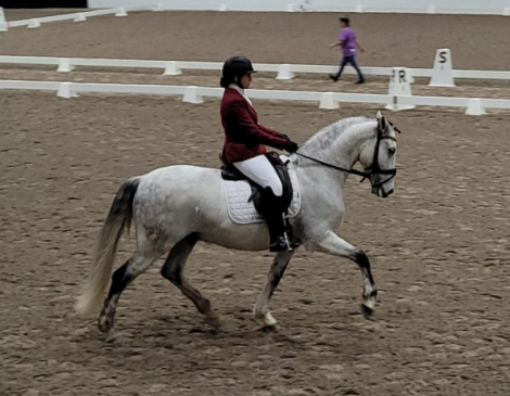 HorseID: 2299277 Romio - PhotoID: 1080471