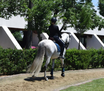 HorseID: 2299277 Romio - PhotoID: 1080472