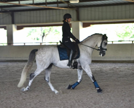 HorseID: 2299277 Romio - PhotoID: 1080473