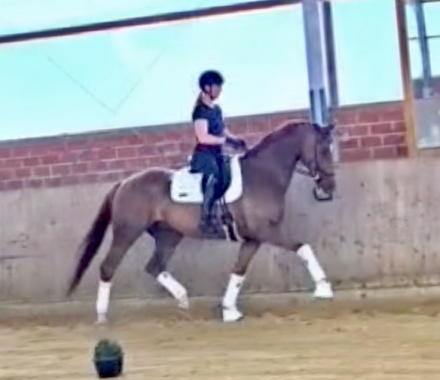 HorseID: 2299279 Bond HW at www.HWfarm.com - PhotoID: 1080411