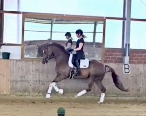 HorseID: 2299279 Bond HW at www.HWfarm.com - PhotoID: 1080412