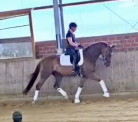 HorseID: 2299279 Bond HW at www.HWfarm.com - PhotoID: 1080413