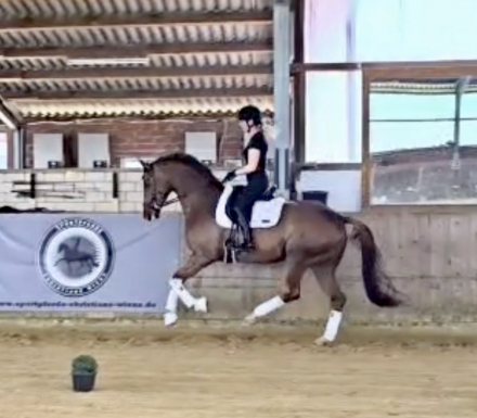 HorseID: 2299279 Bond HW at www.HWfarm.com - PhotoID: 1080414