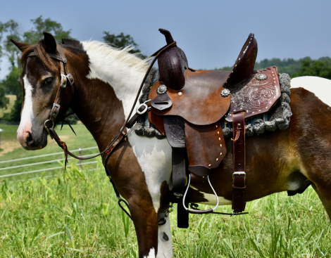 HorseID: 2299287 Scout - PhotoID: 1080443