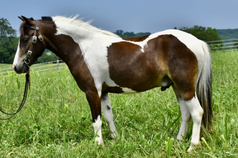 HorseID: 2299287 Scout - PhotoID: 1080444