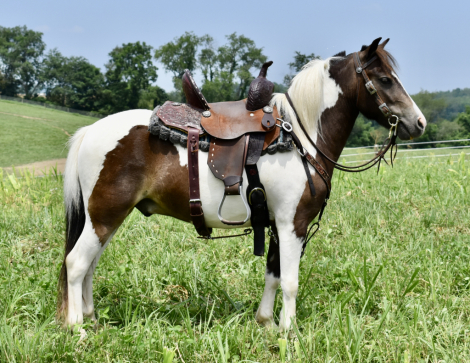 HorseID: 2299287 Scout - PhotoID: 1080445