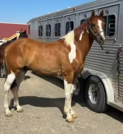 HorseID: 2299290 Dunny - PhotoID: 1080453