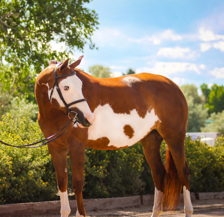 HorseID: 2299299 Sleepy All the Time - PhotoID: 1080518