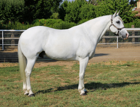 HorseID: 2299327 Speckle - PhotoID: 1080500