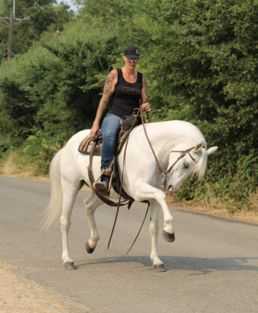 HorseID: 2299327 Speckle - PhotoID: 1080502