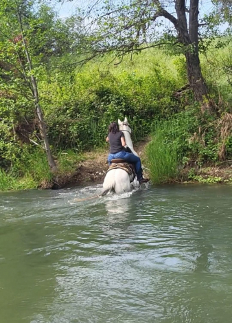 HorseID: 2299327 Speckle - PhotoID: 1080503