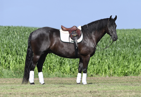 HorseID: 2299333 Once In A Lifetime Gelding! 🔥 Registered FRIESI - PhotoID: 1080513