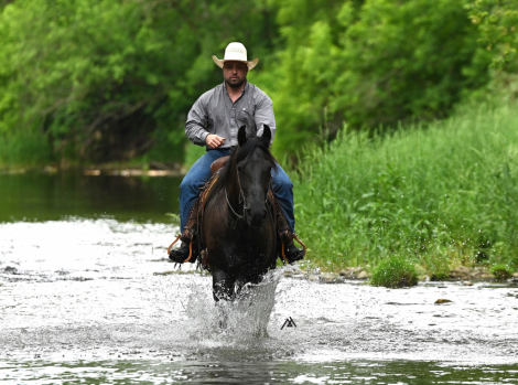 HorseID: 2299333 Once In A Lifetime Gelding! 🔥 Registered FRIESI - PhotoID: 1080514