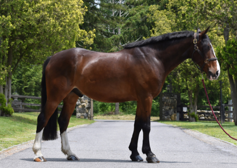 HorseID: 2299342 Figment - PhotoID: 1080527