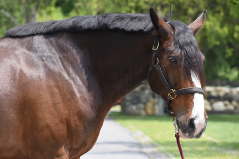 HorseID: 2299342 Figment - PhotoID: 1080528