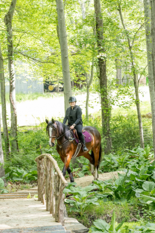 HorseID: 2299342 Figment - PhotoID: 1080529