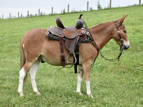 HorseID: 2299363 Johnny - PhotoID: 1080542