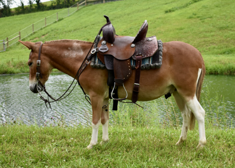 HorseID: 2299363 Johnny - PhotoID: 1080543